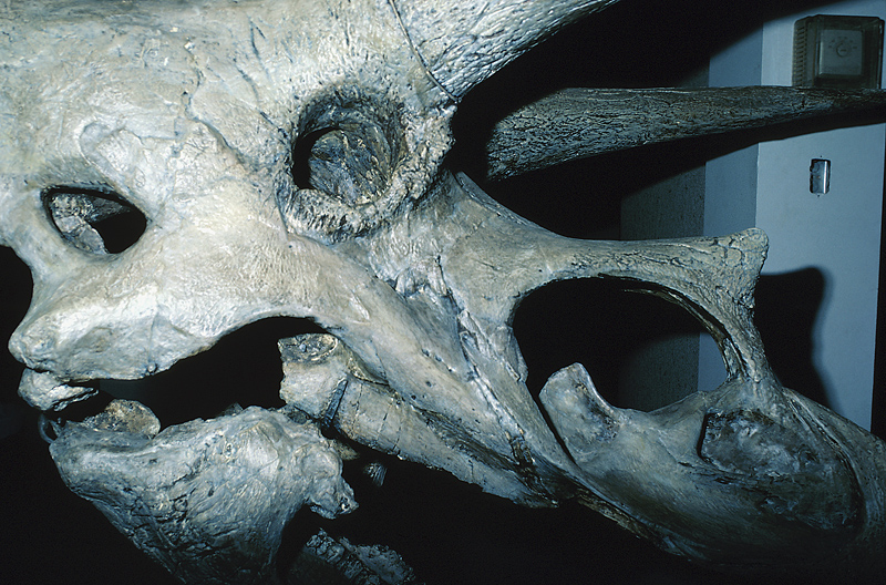 Squelette de dinosaure