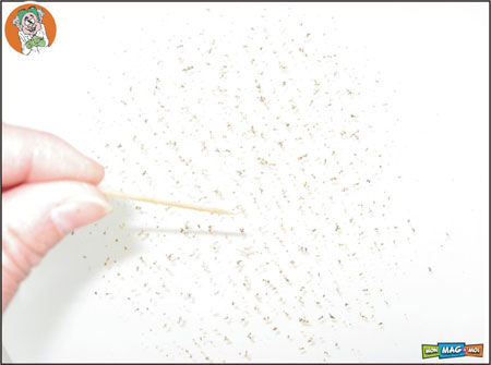 Approche le bout du cure-dents