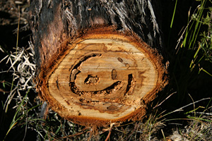 arbre rongé par des termites