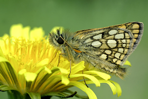 papillon et fleur