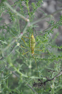 cochenille