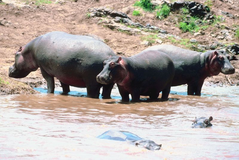 hippo
