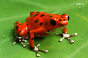 grenouille venimeuse rouge