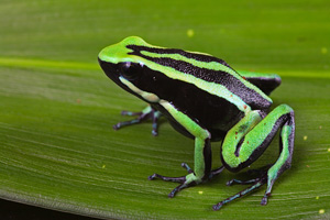 grenouille venimeuse rayée vert et noir